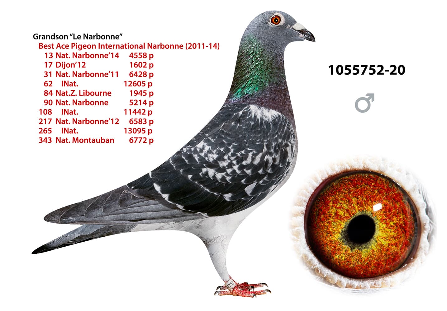 pigeon: undefined
