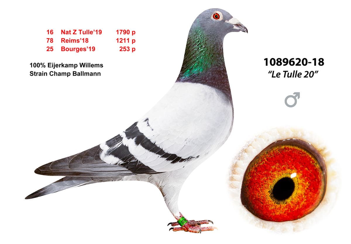 pigeon: undefined