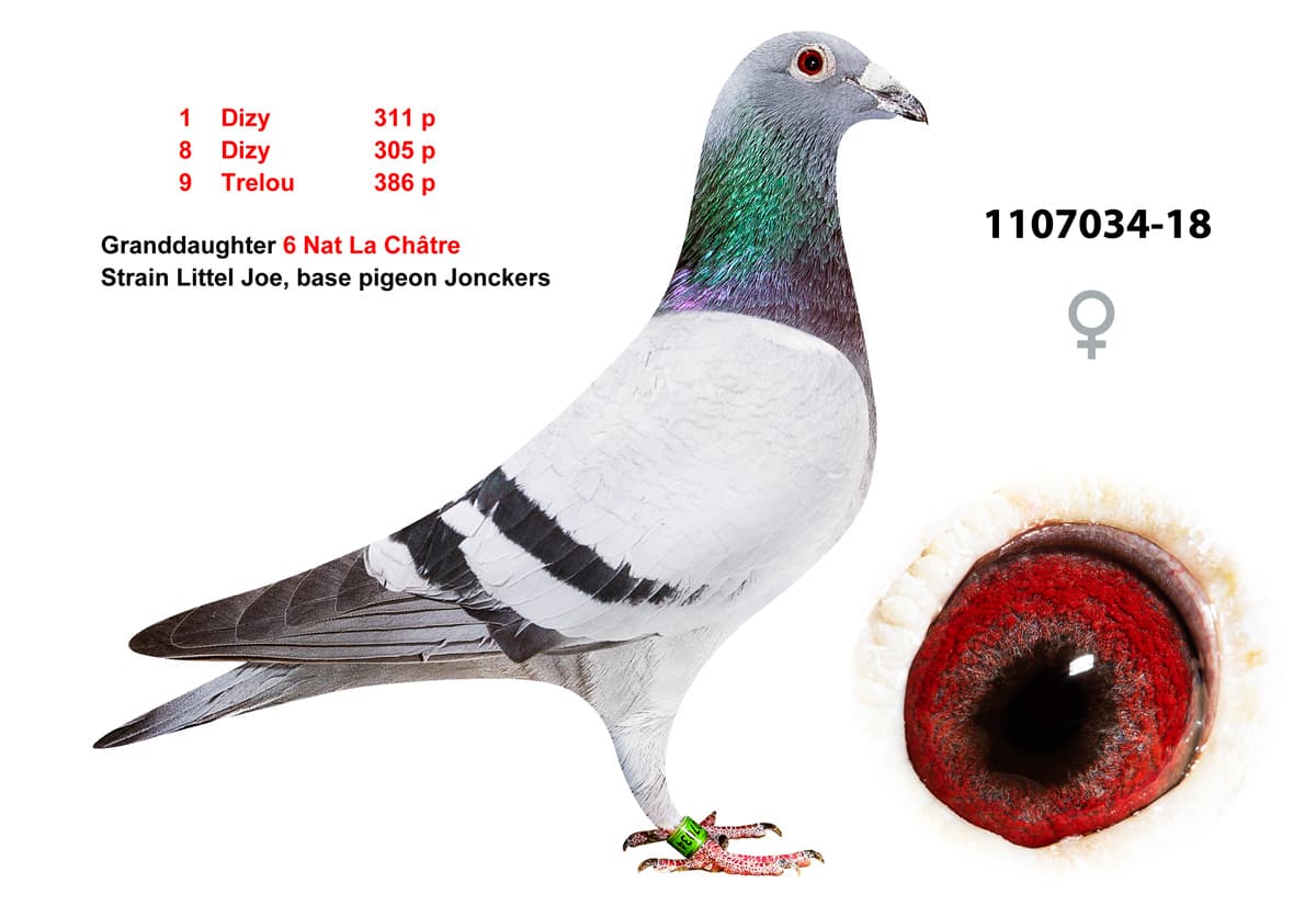 pigeon: undefined
