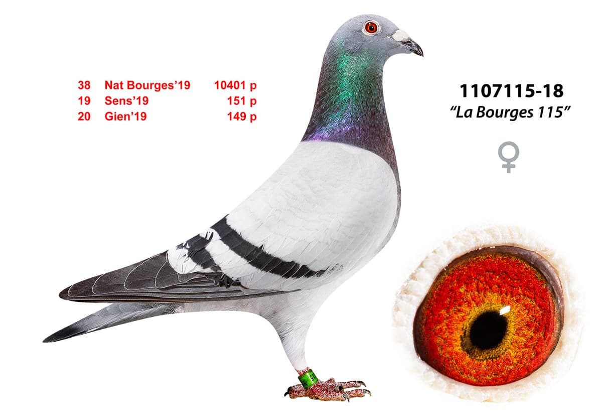 pigeon: undefined