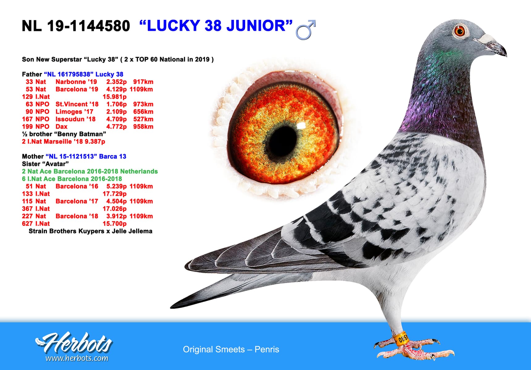 pigeon: "Lucky 38 Junior"