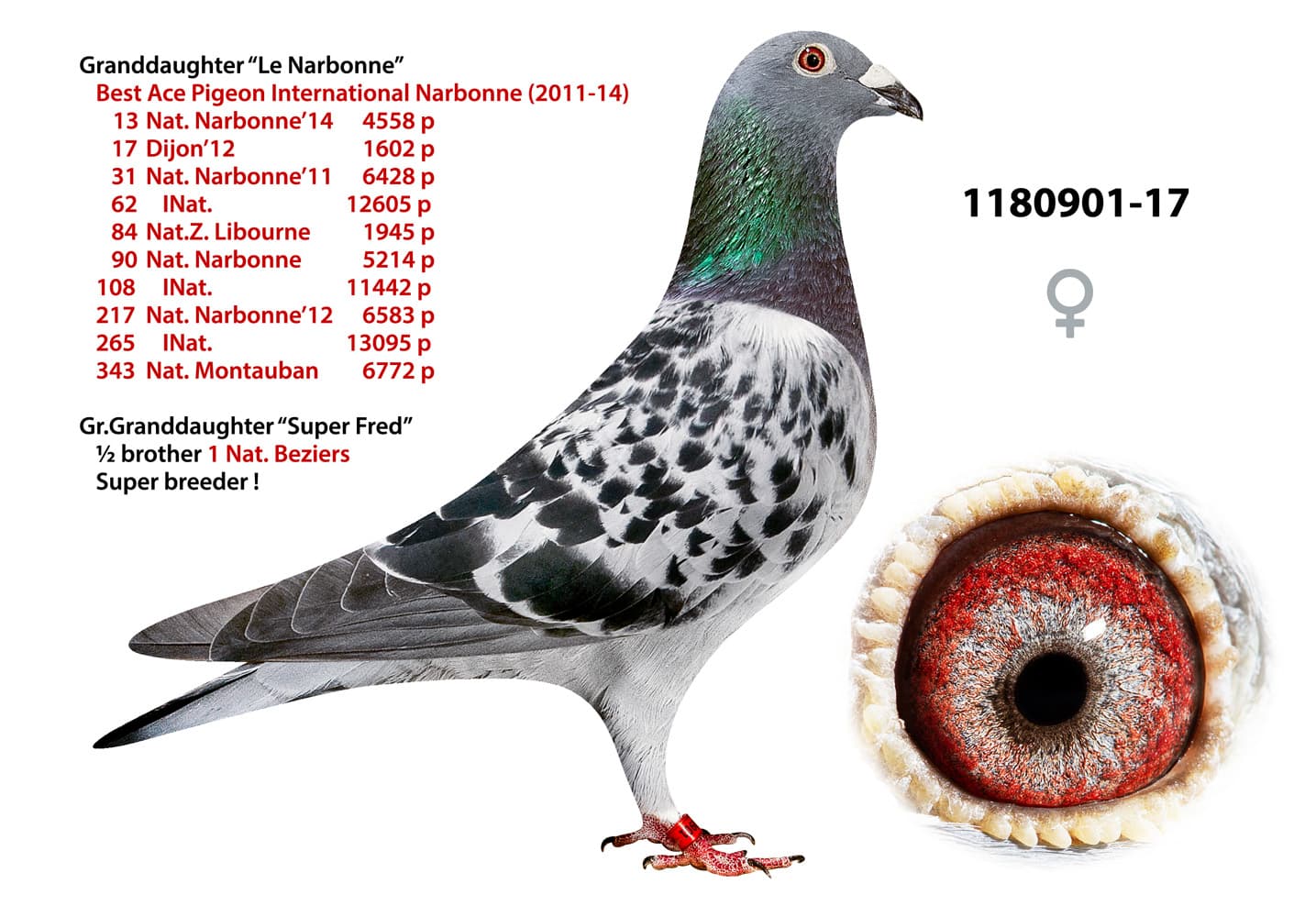 pigeon: undefined