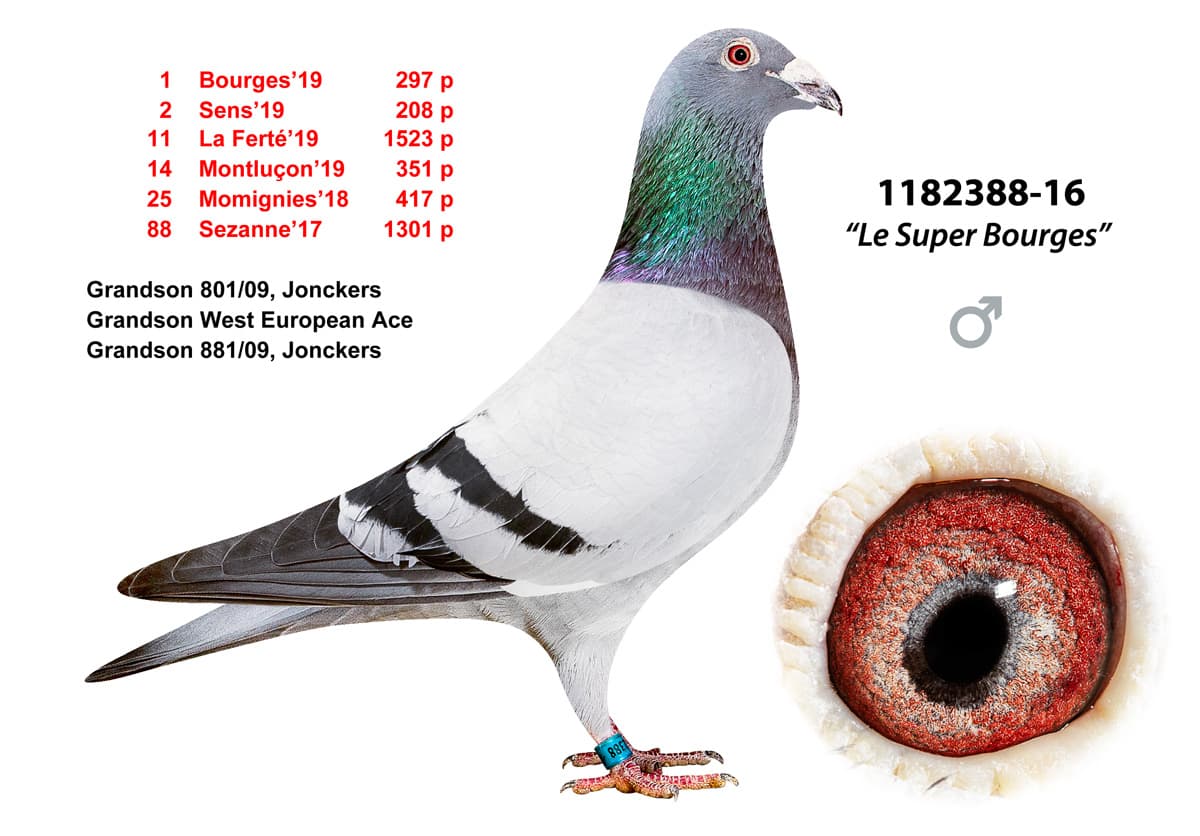 pigeon: undefined