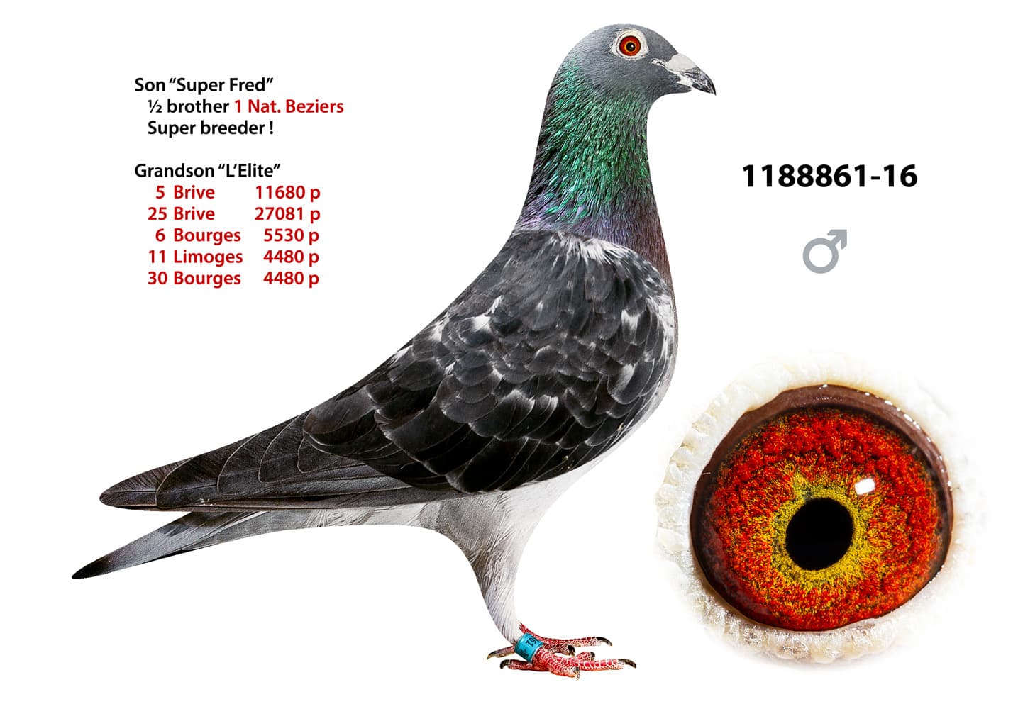 pigeon: undefined
