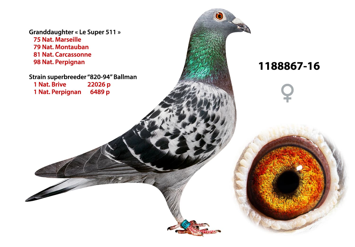 pigeon: undefined