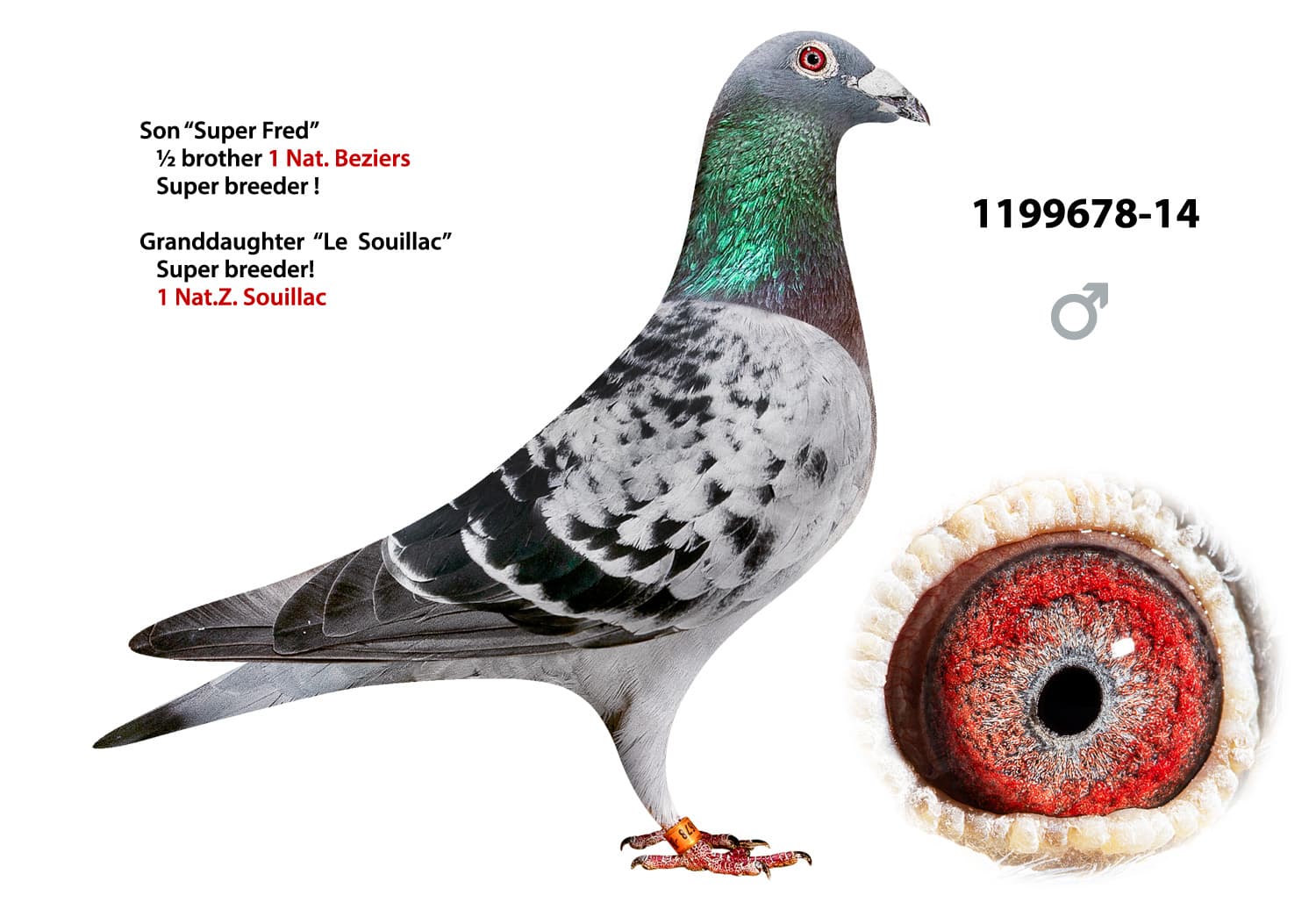 pigeon: undefined