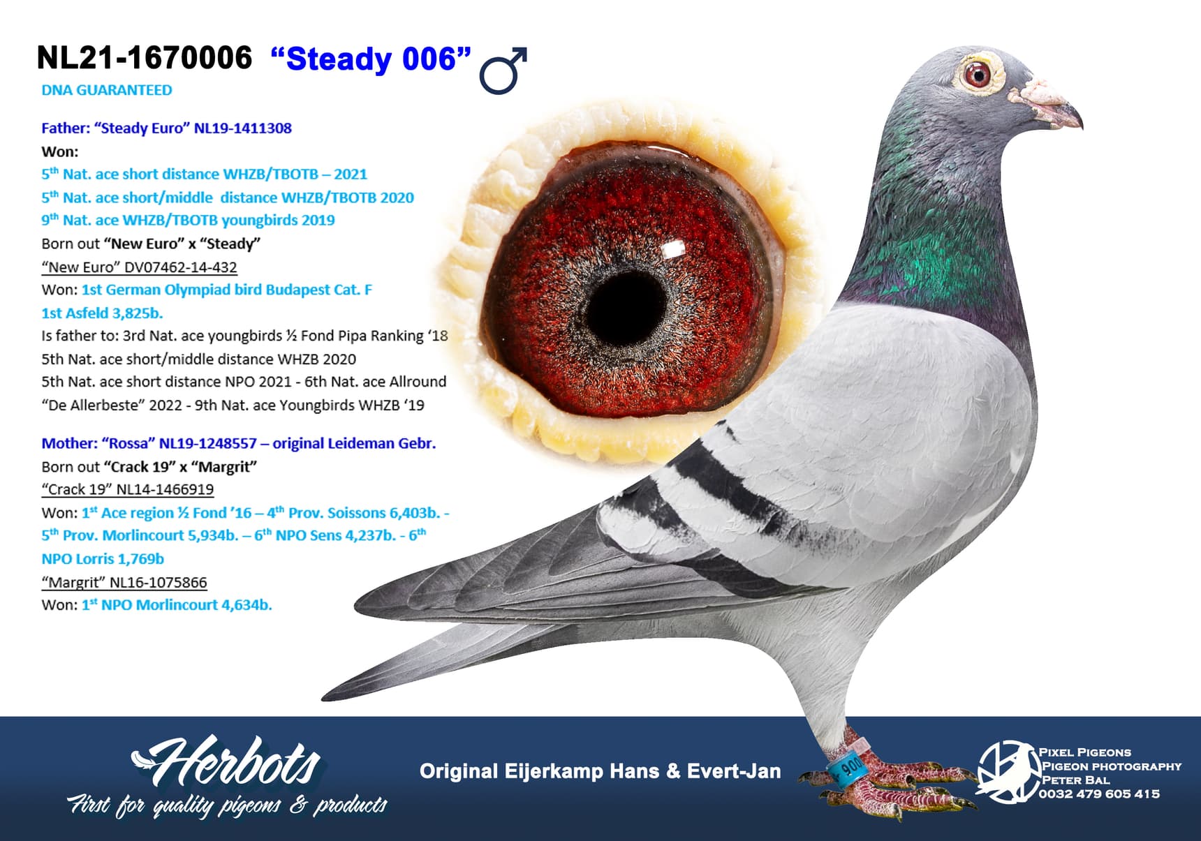 pigeon: “Steady 006”