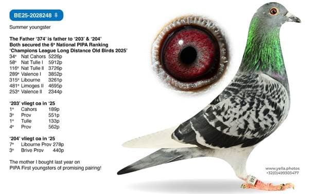 Son to full brother 'BLUE ACE'