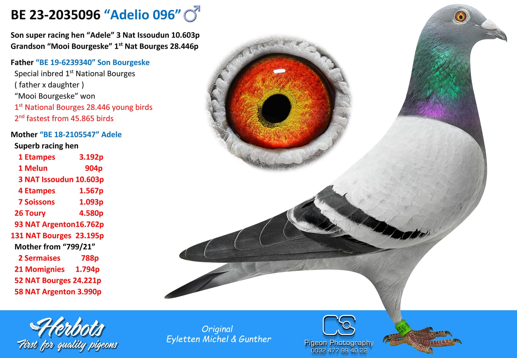 pigeon: “Adelio 096”