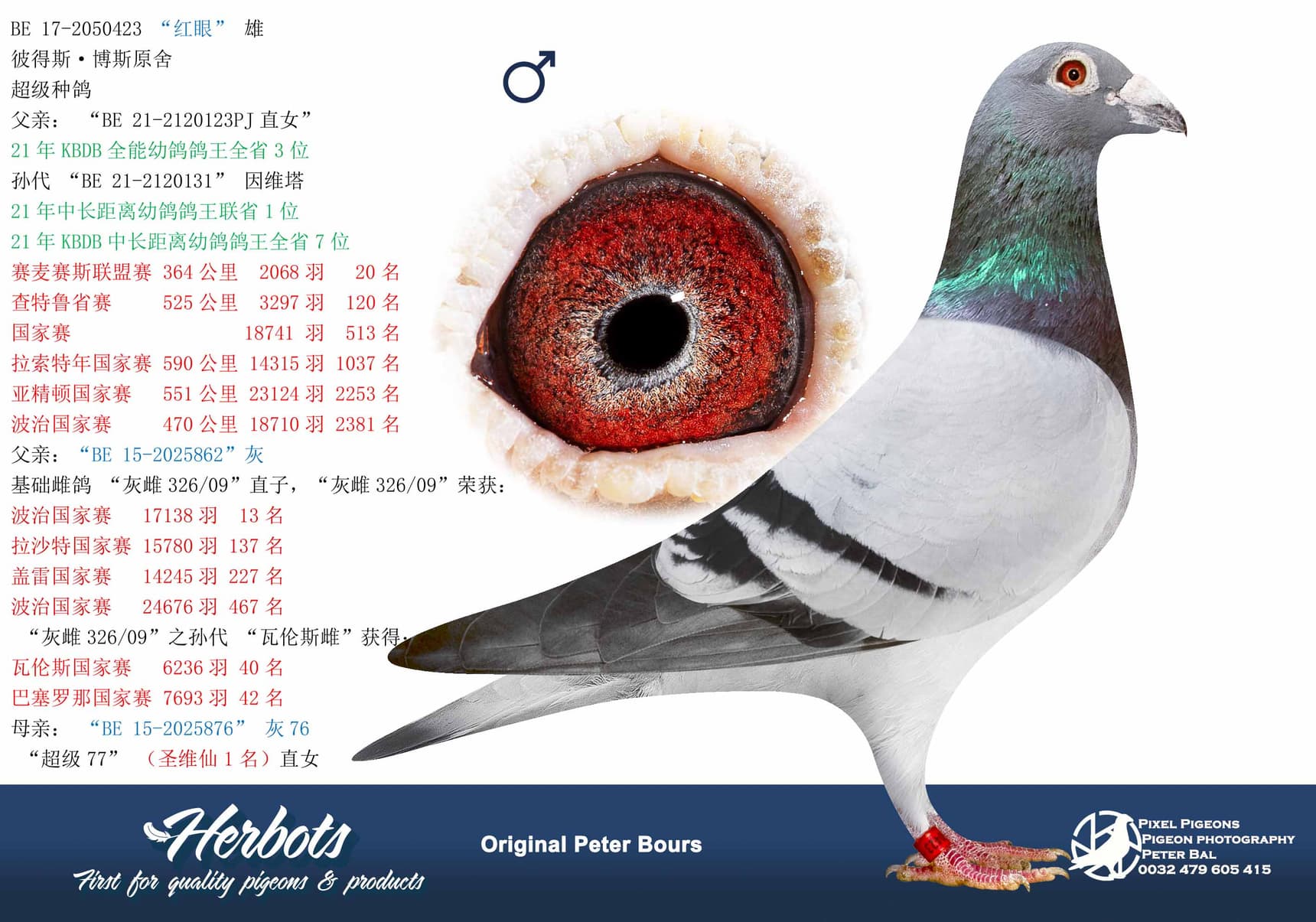 pigeon: undefined