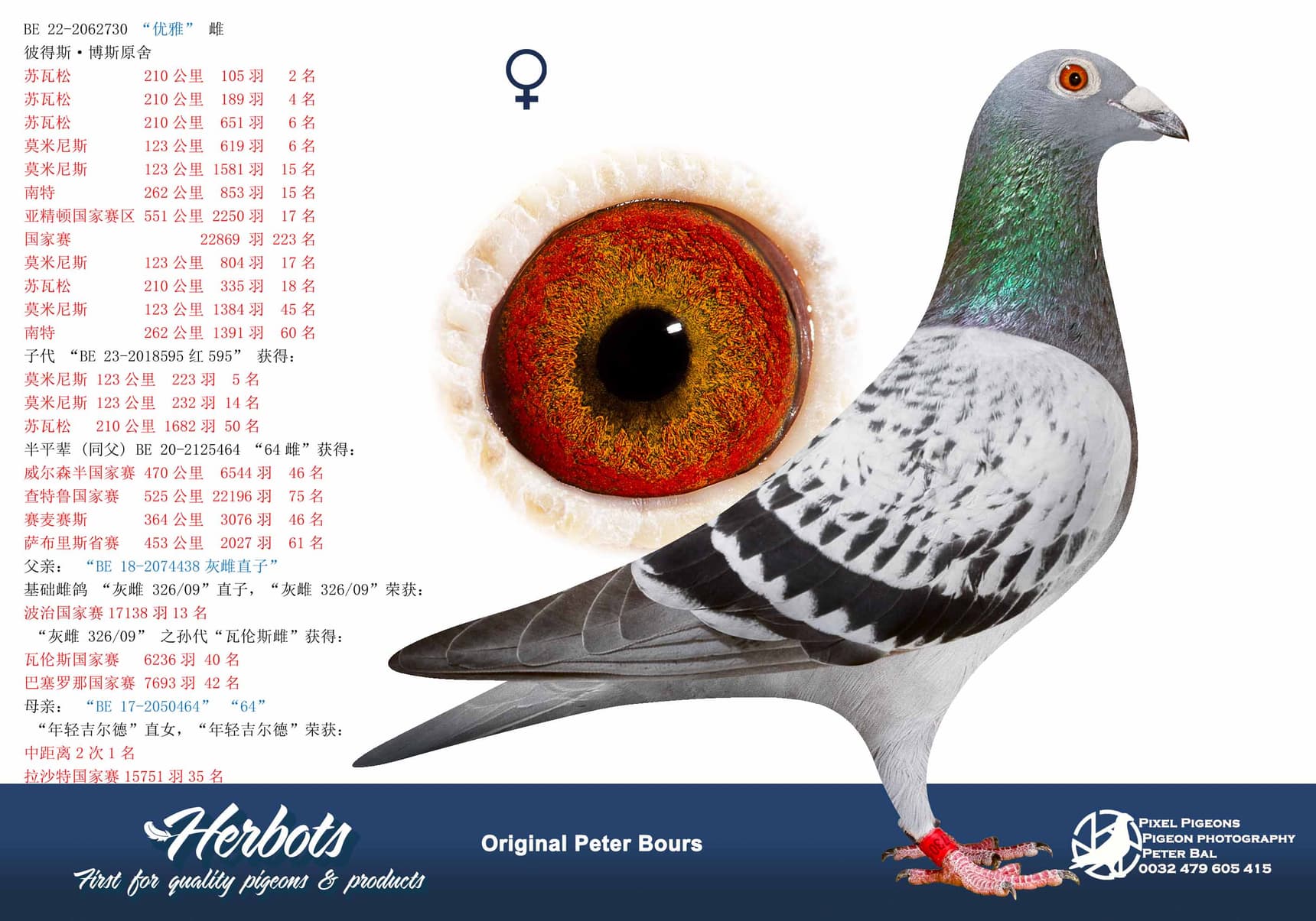 pigeon: undefined