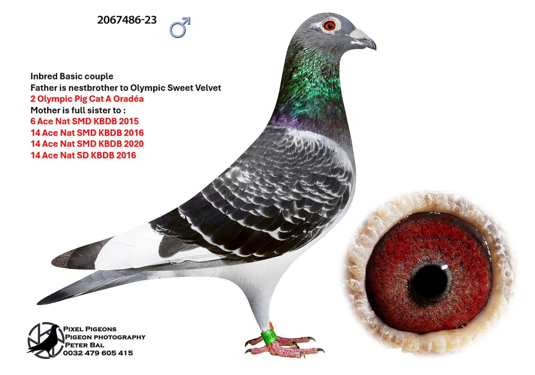 Inbred Basic couple 486