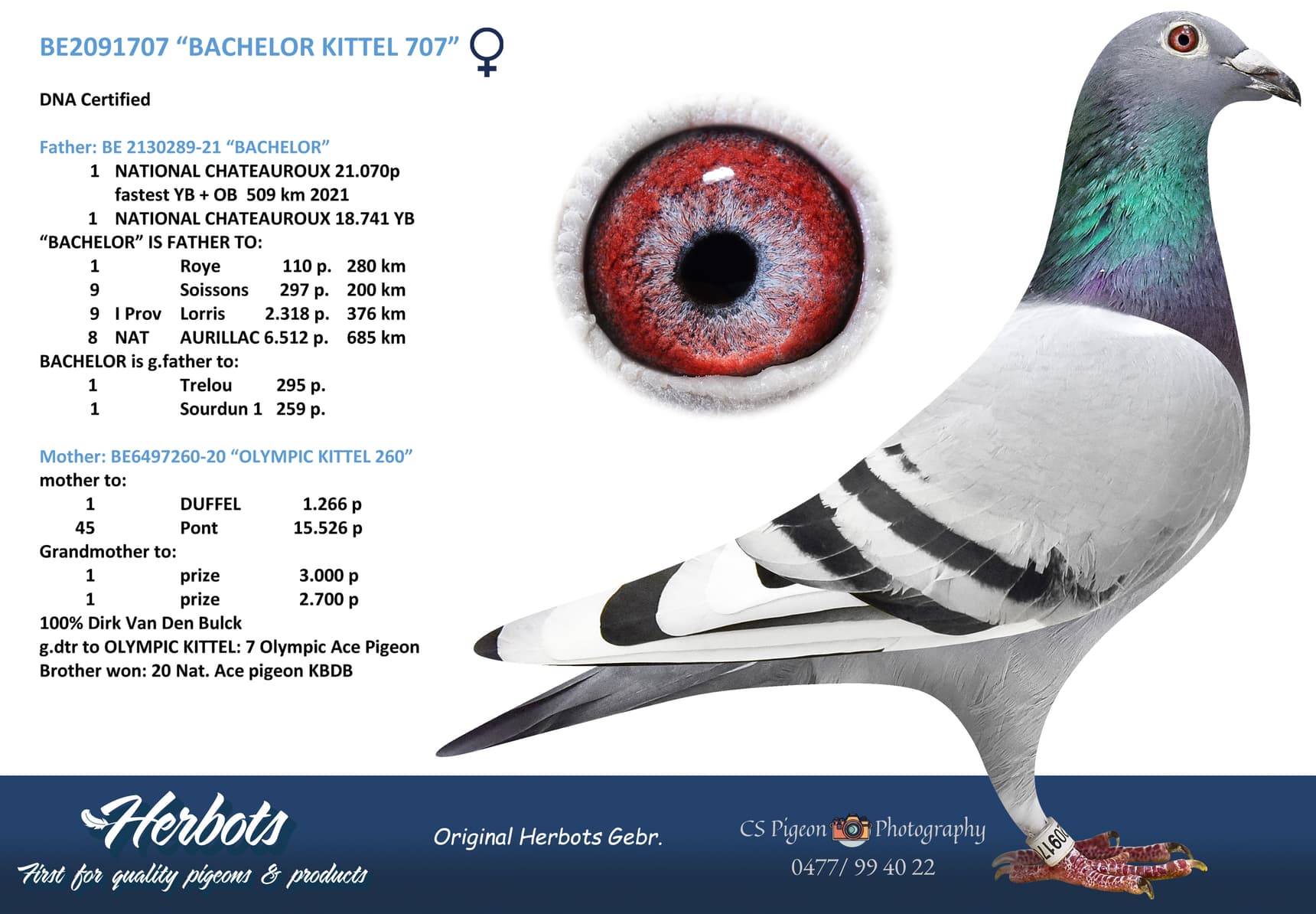 “BACHELOR KITTEL 707”