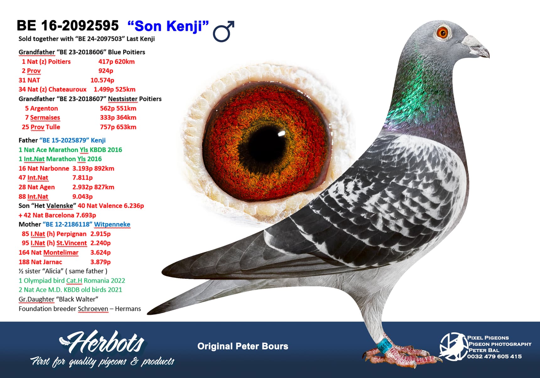 pigeon: undefined