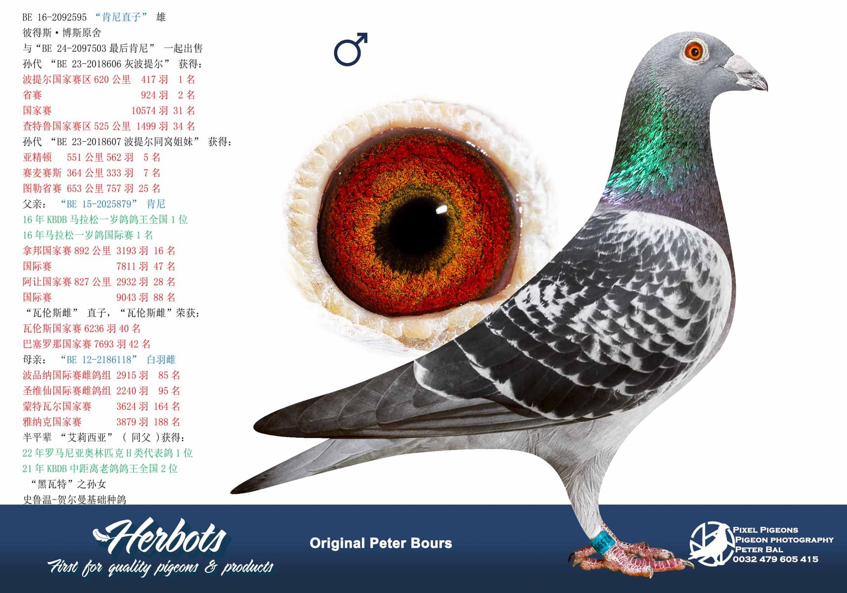 pigeon: undefined