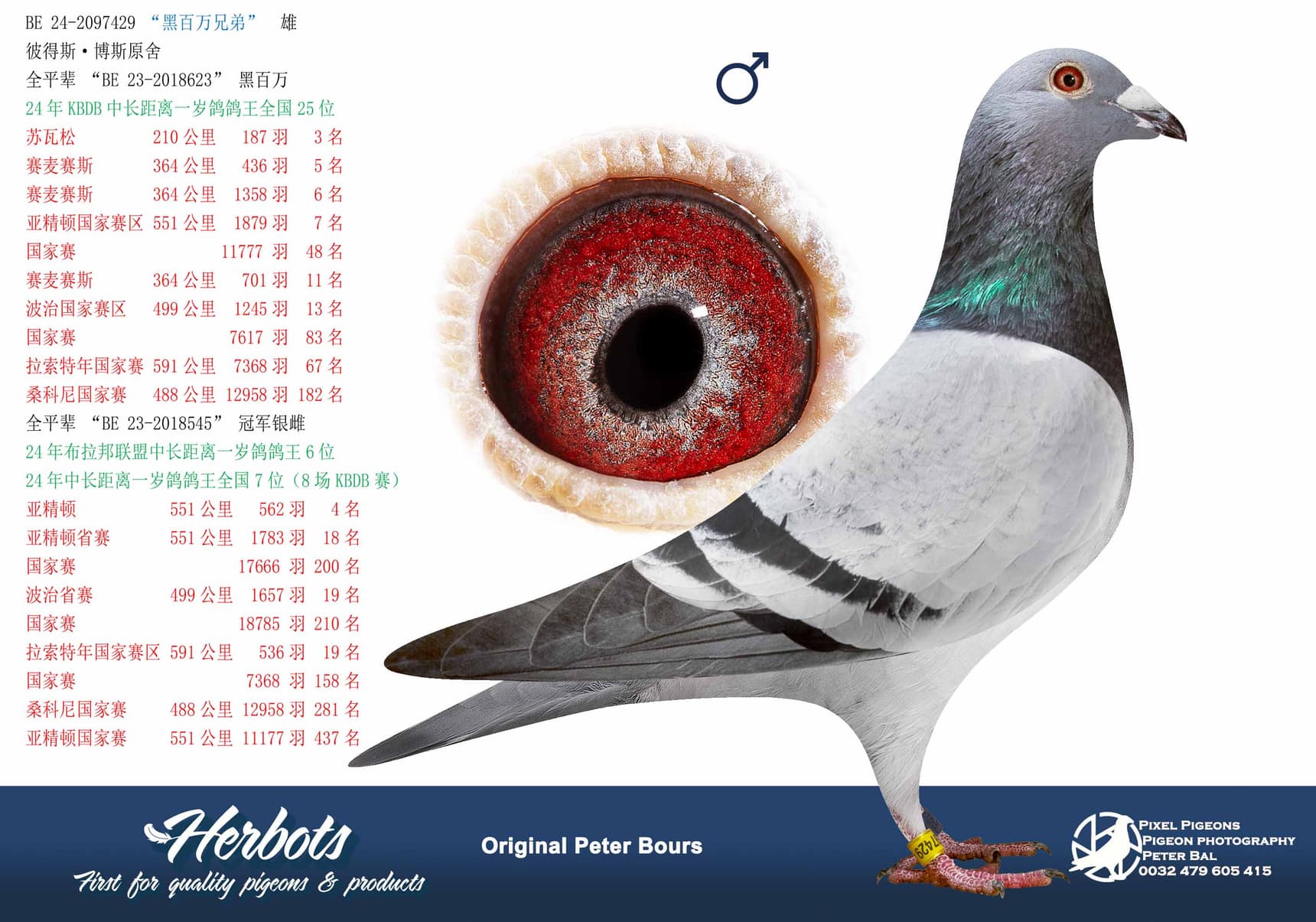 pigeon: undefined