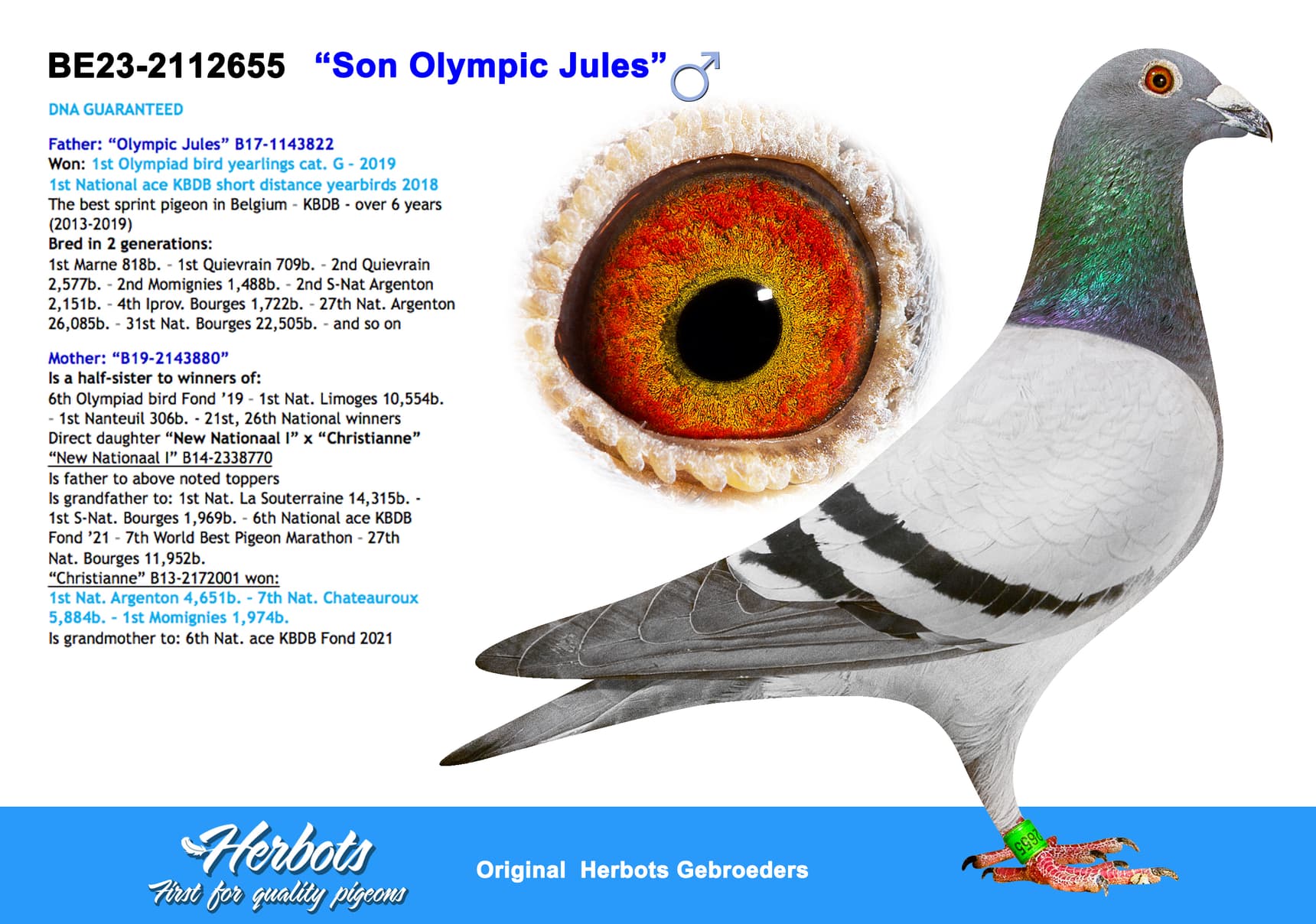 “Son Olympic Jules” Proven Breeder!