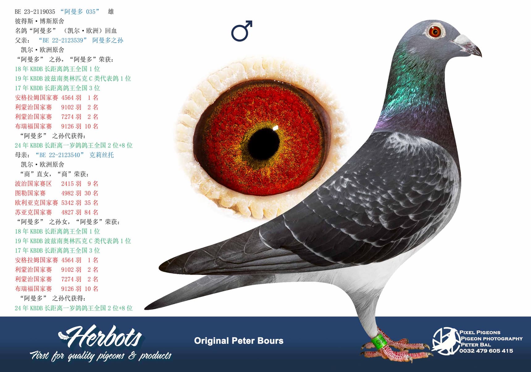 pigeon: undefined