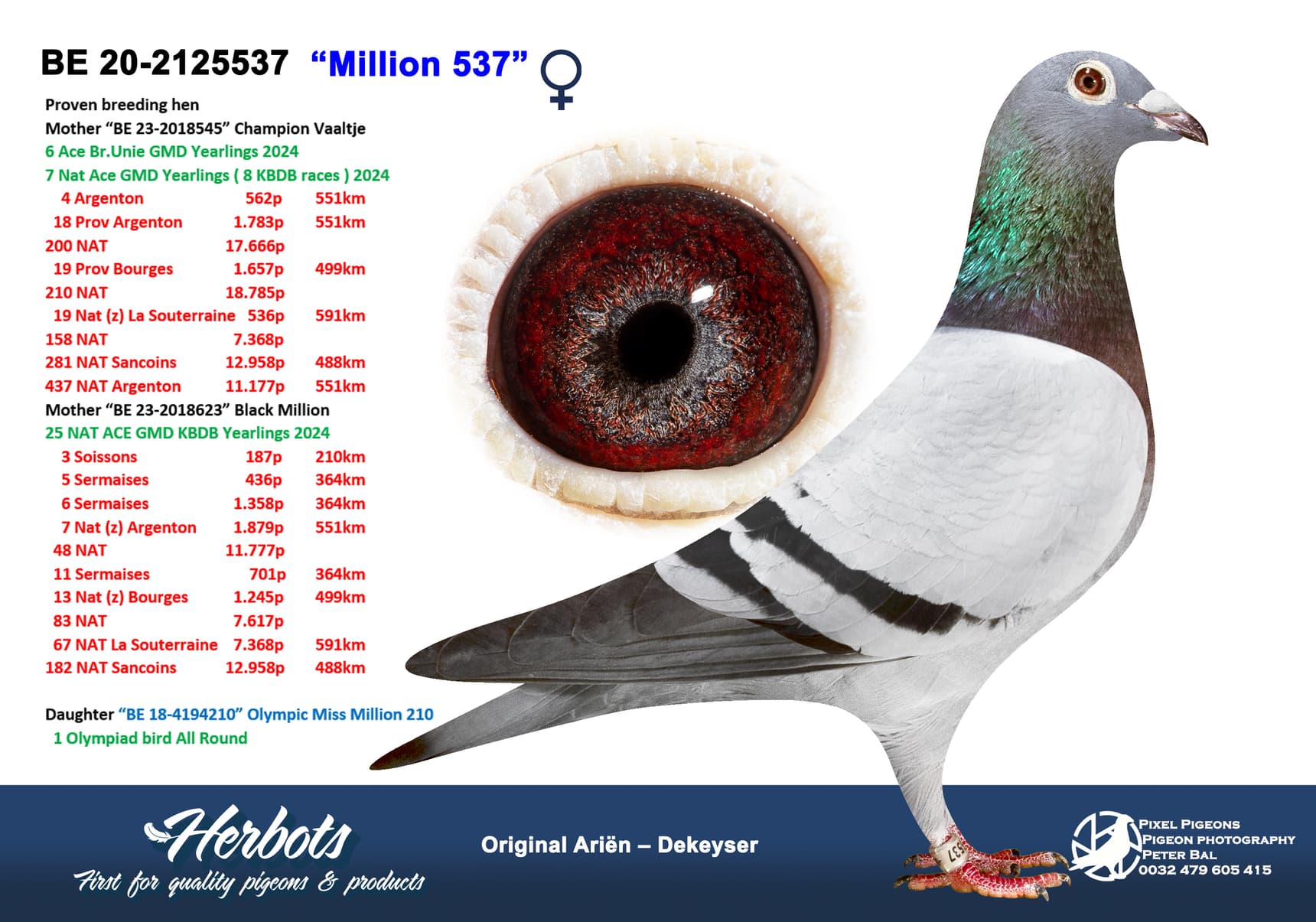 pigeon: undefined