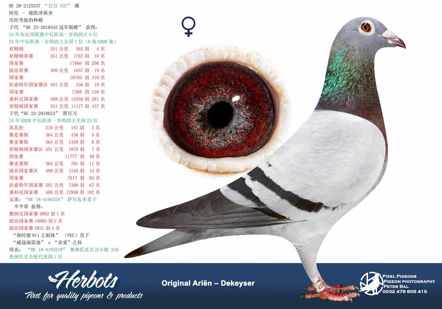 pigeon: undefined