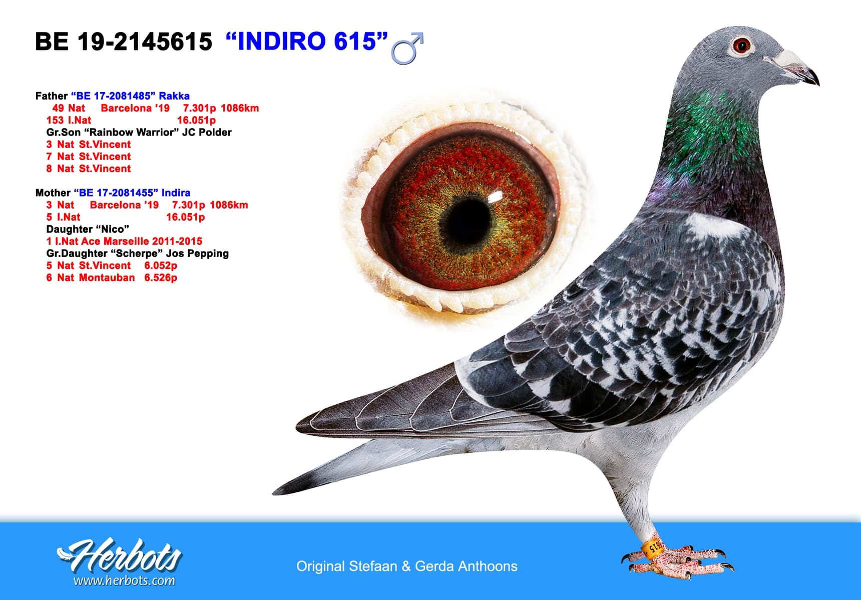 pigeon: 2131871