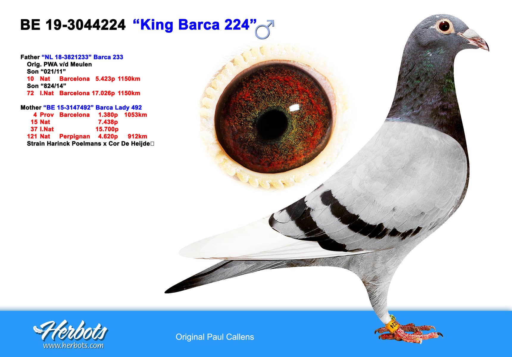 pigeon: "King Barca 224"