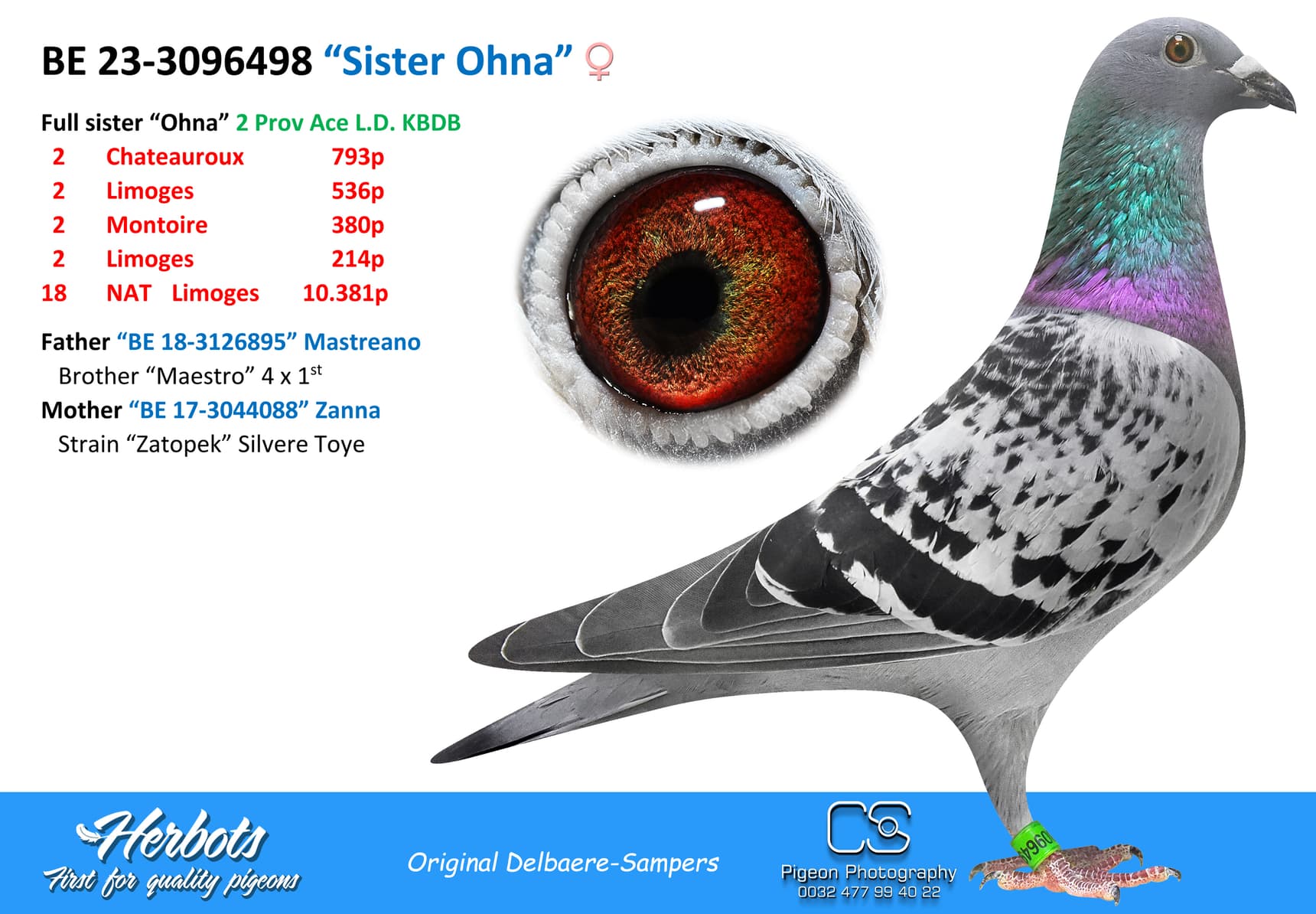 pigeon: “Sister Ohna”
