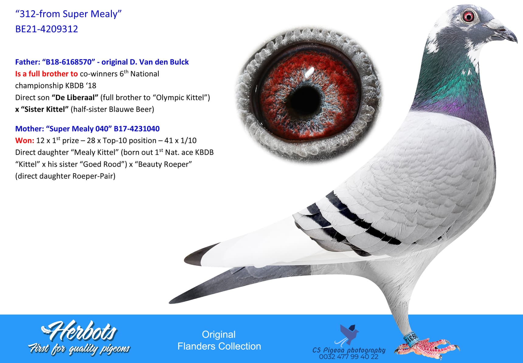 pigeon: undefined