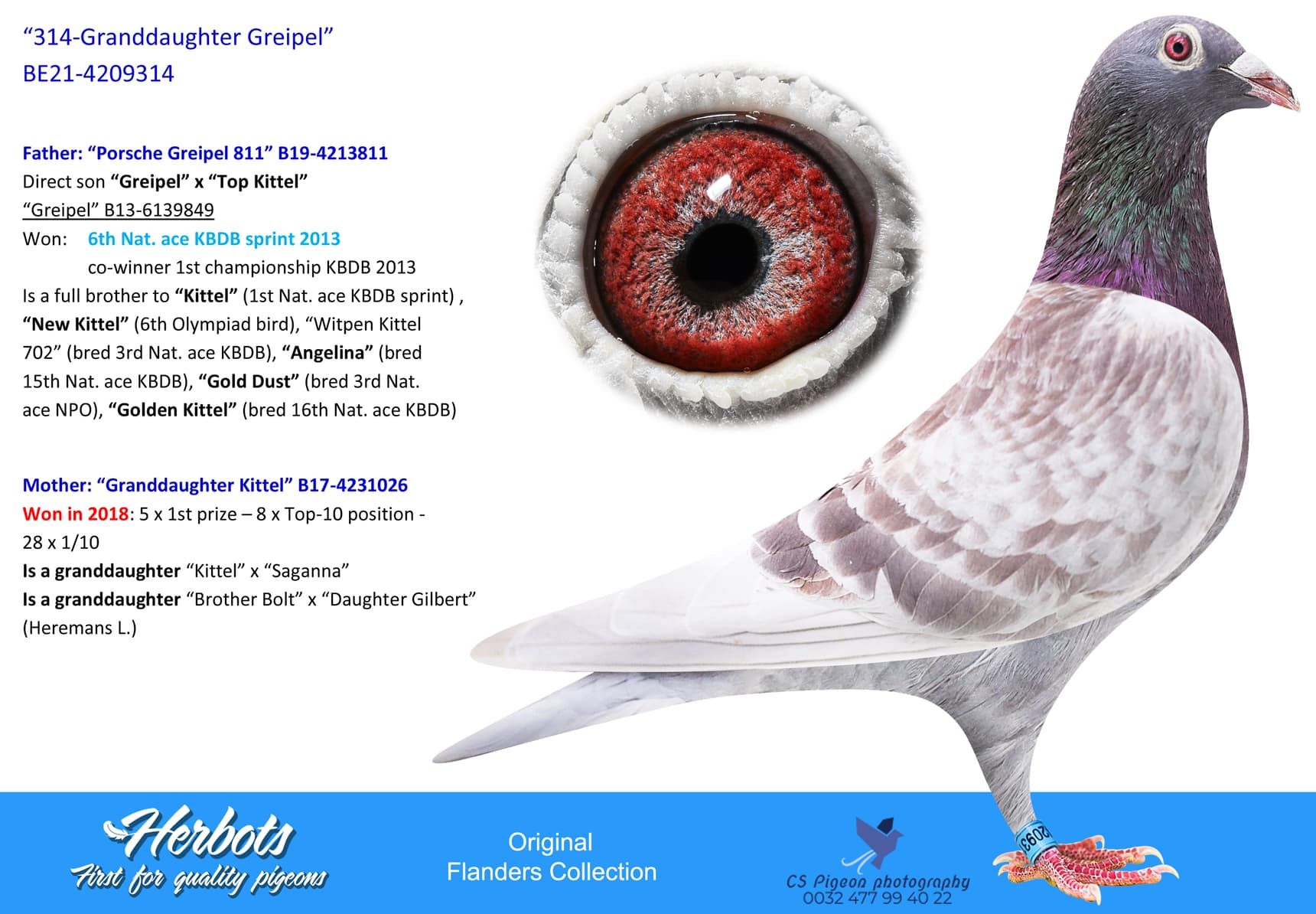 pigeon: undefined