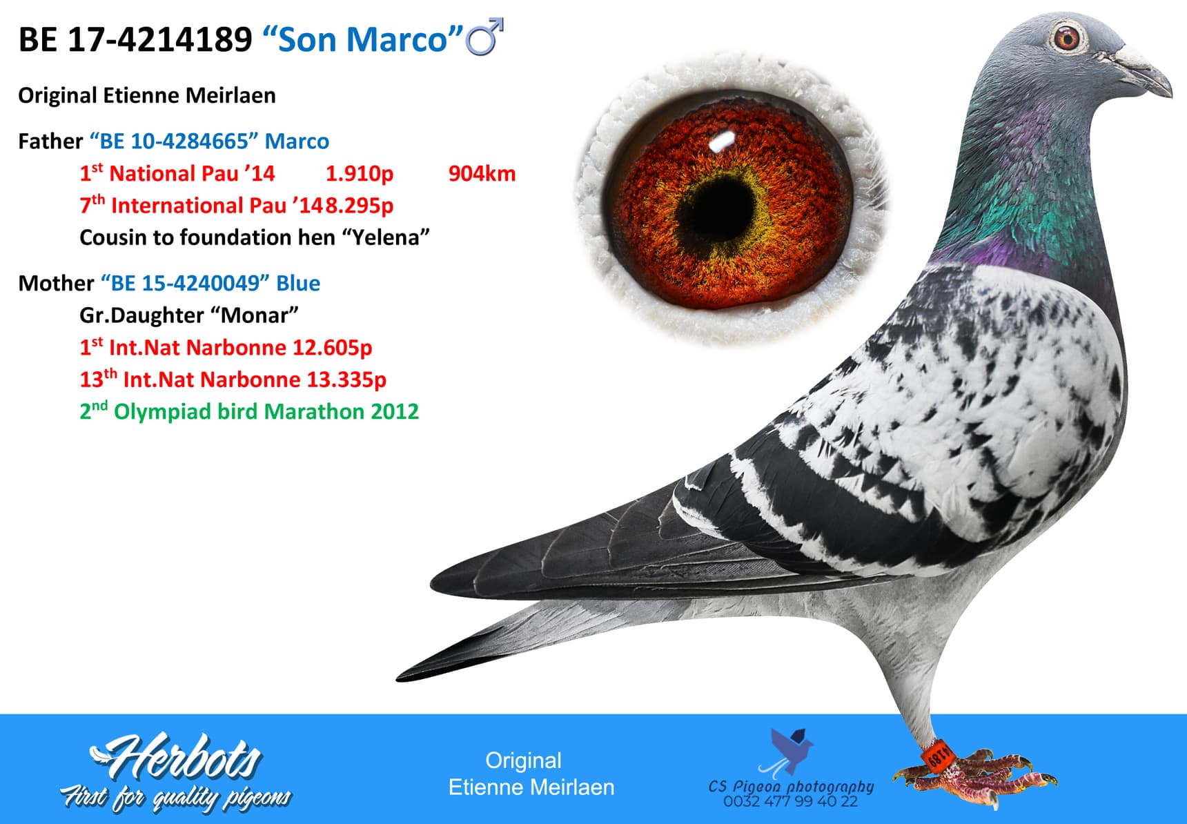 pigeon: “Son Marco”