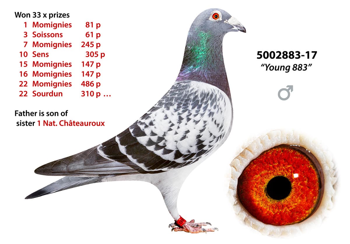 pigeon: undefined