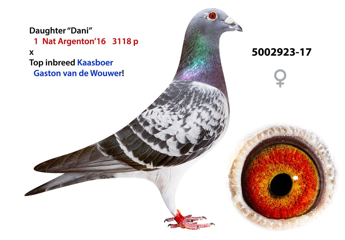 pigeon: undefined
