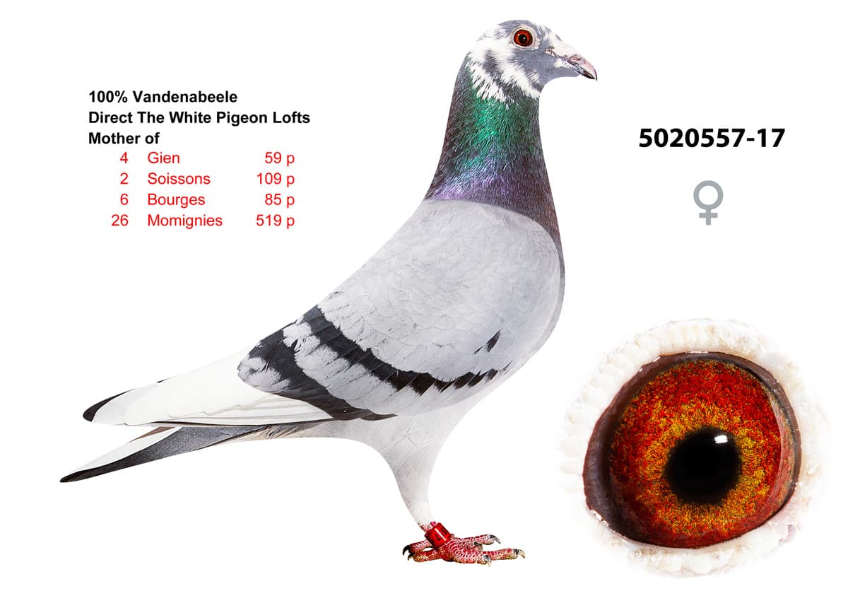 pigeon: undefined