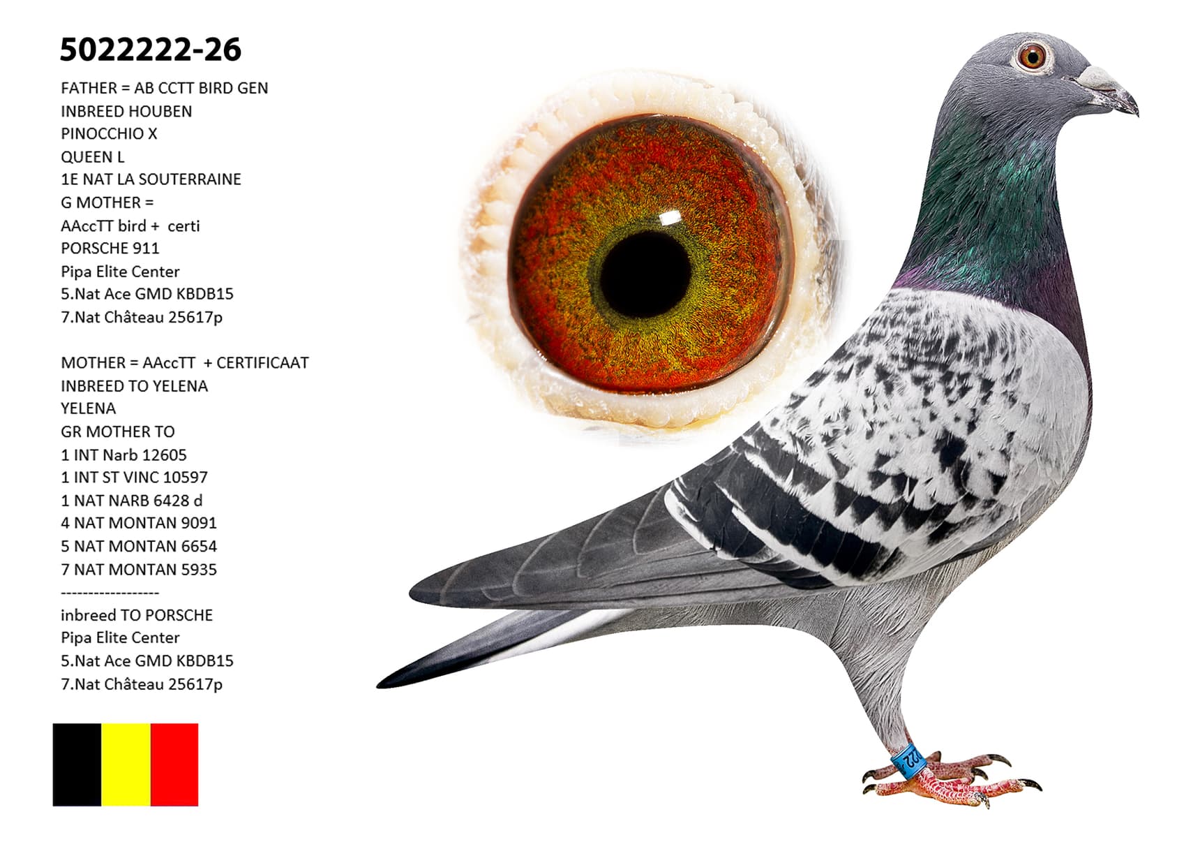 GENO BIRD !!! + CERT AA -CCTT DOPA