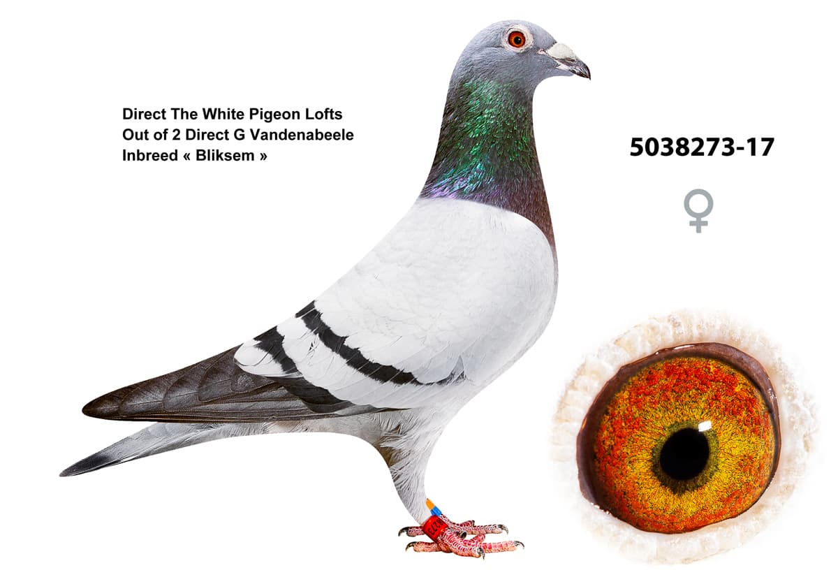 pigeon: undefined