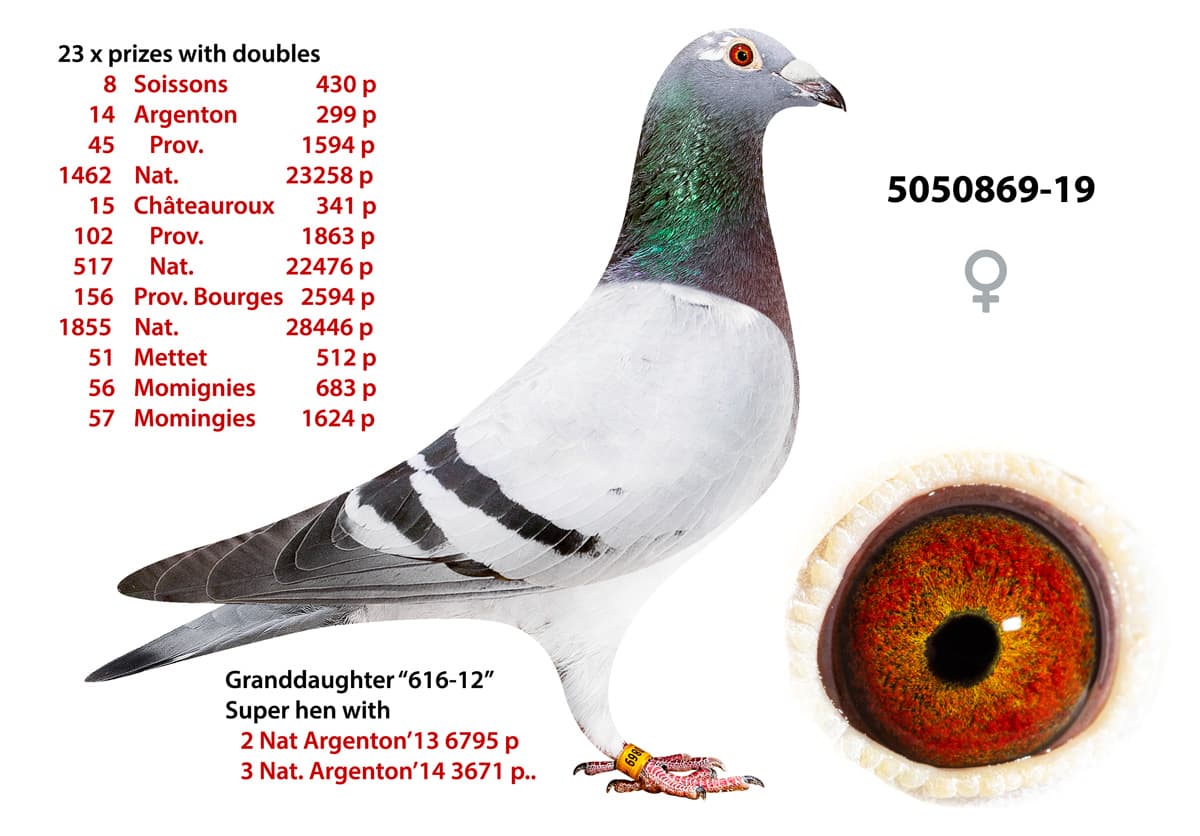 pigeon: undefined