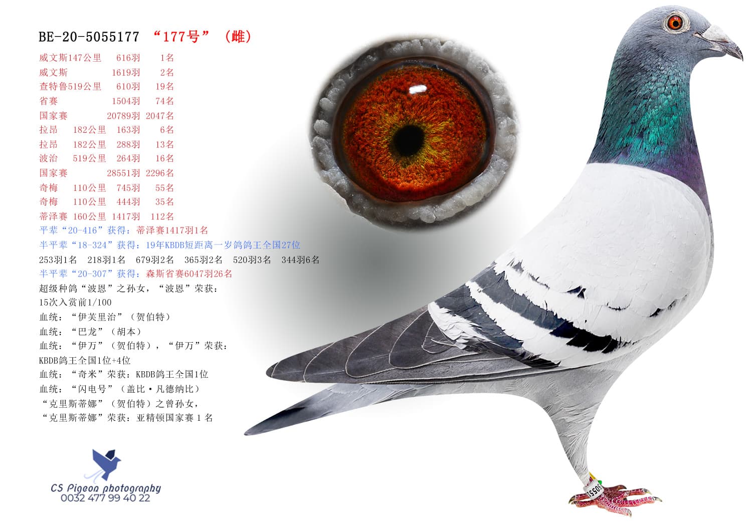 pigeon: undefined