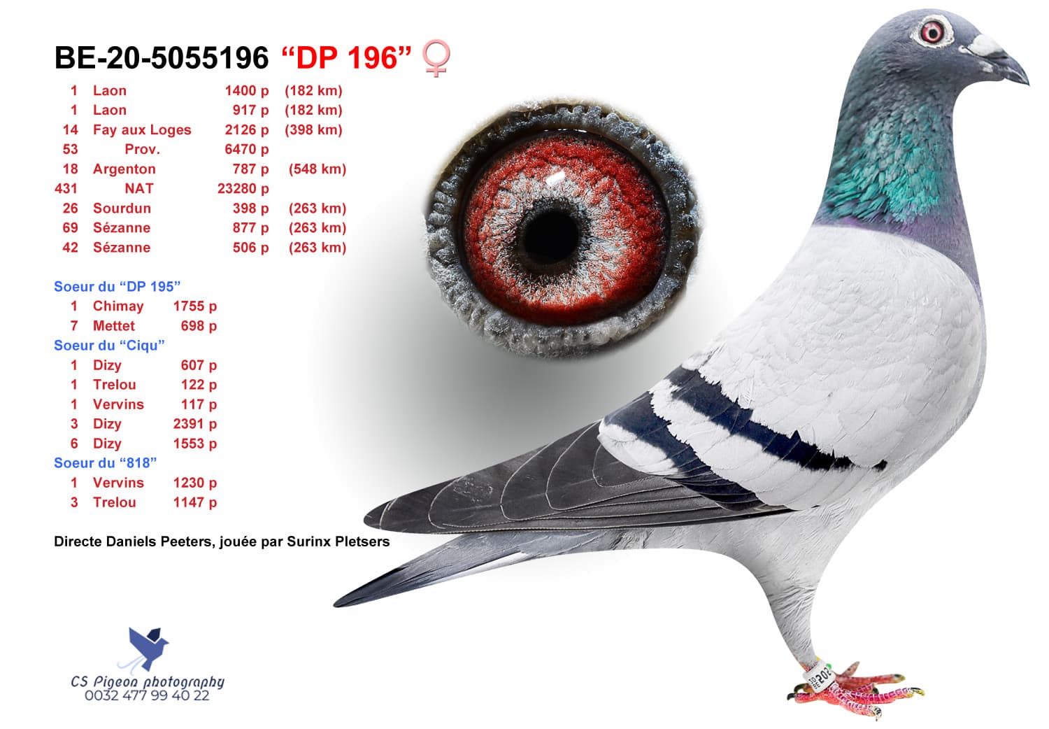 pigeon: "DP 196"