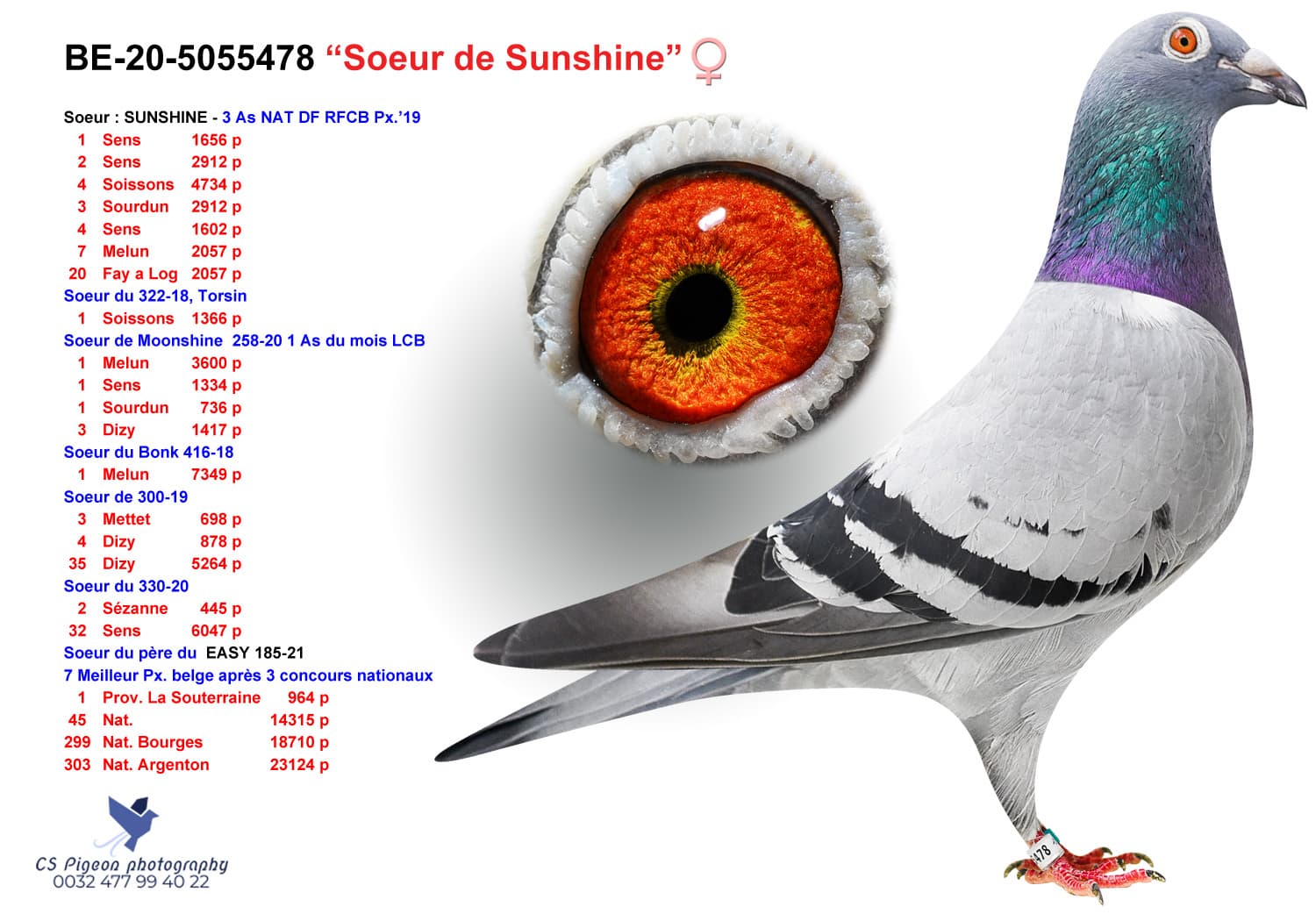 pigeon: "Soeur de Sunshine"
