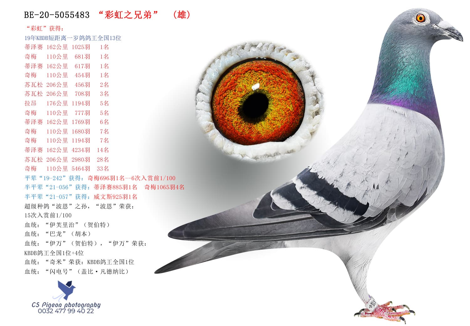 pigeon: undefined
