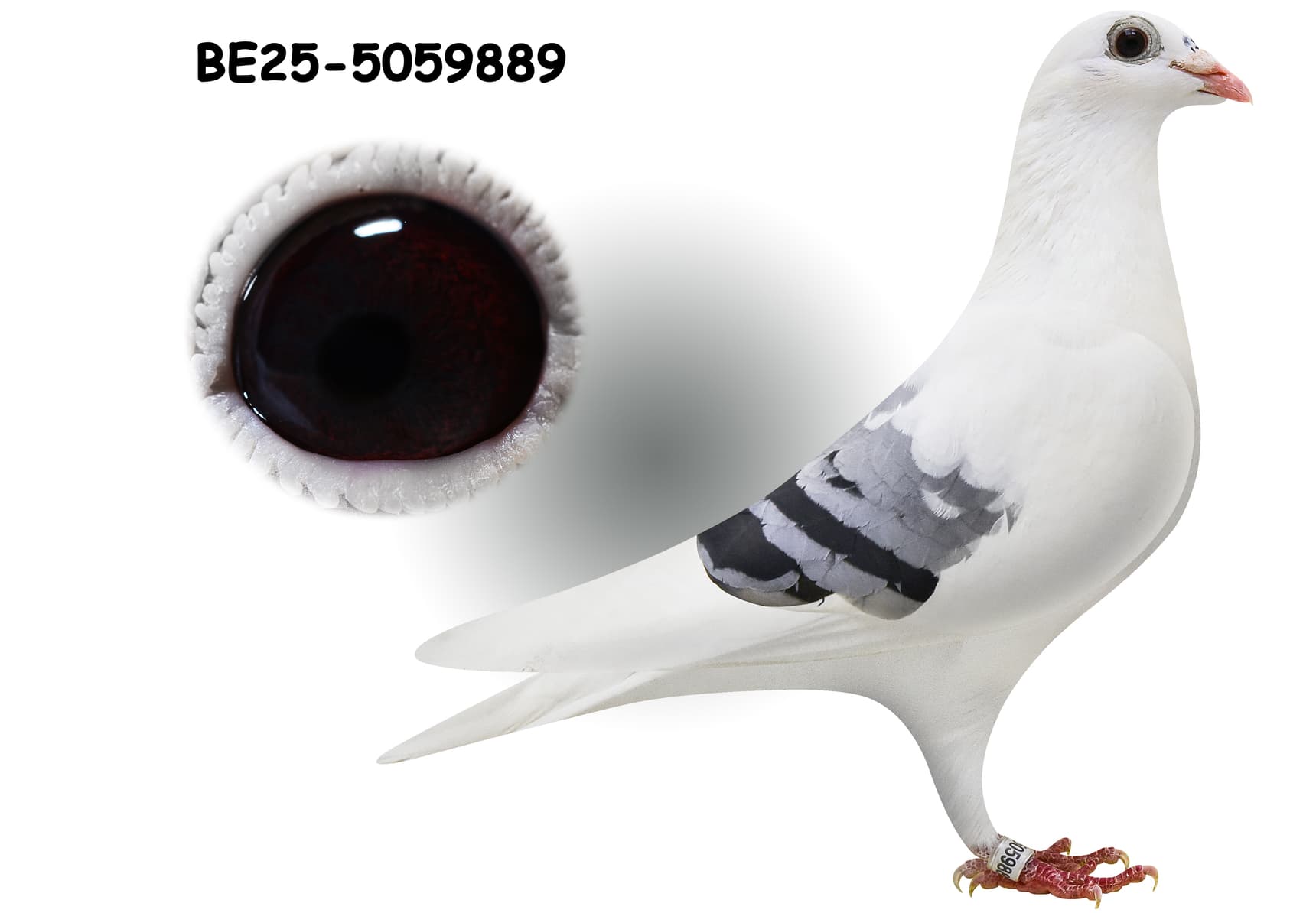 "Kittel Diamant 889"