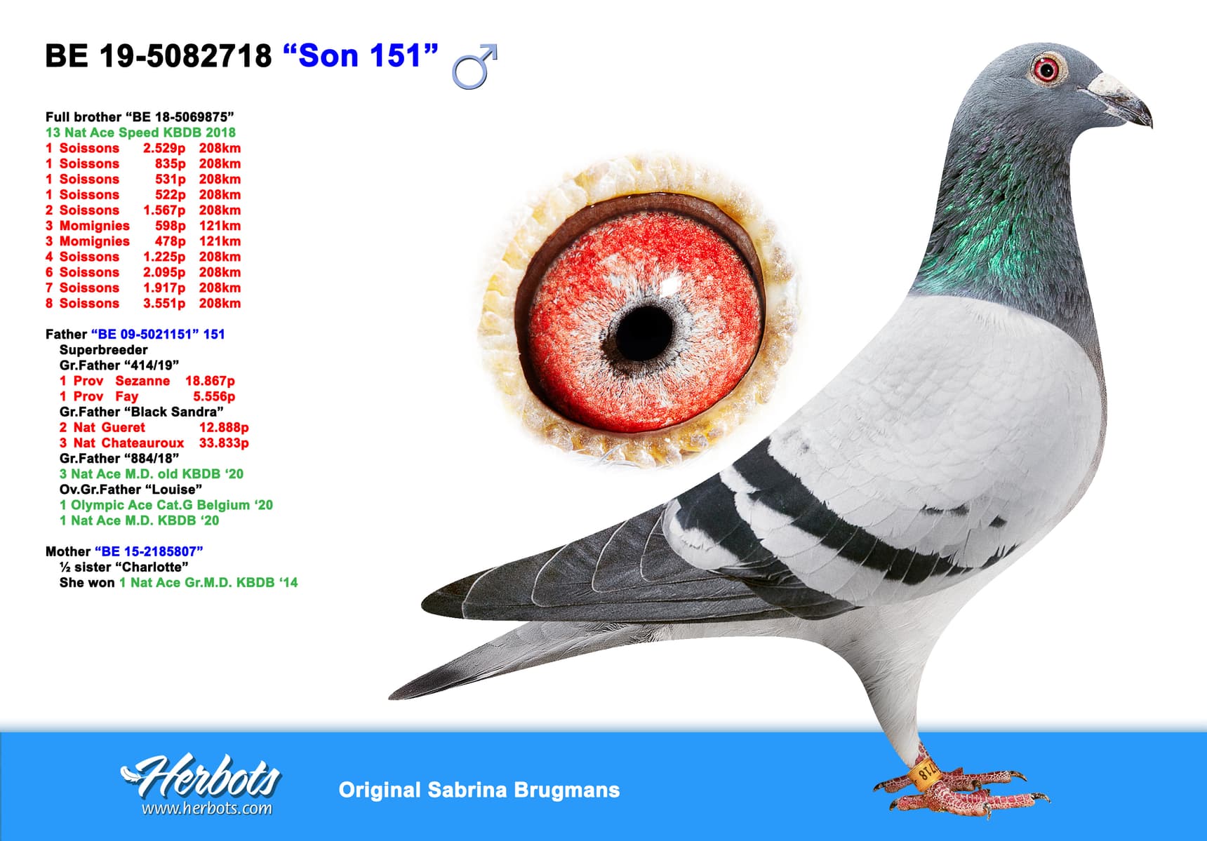pigeon: “Son 151”