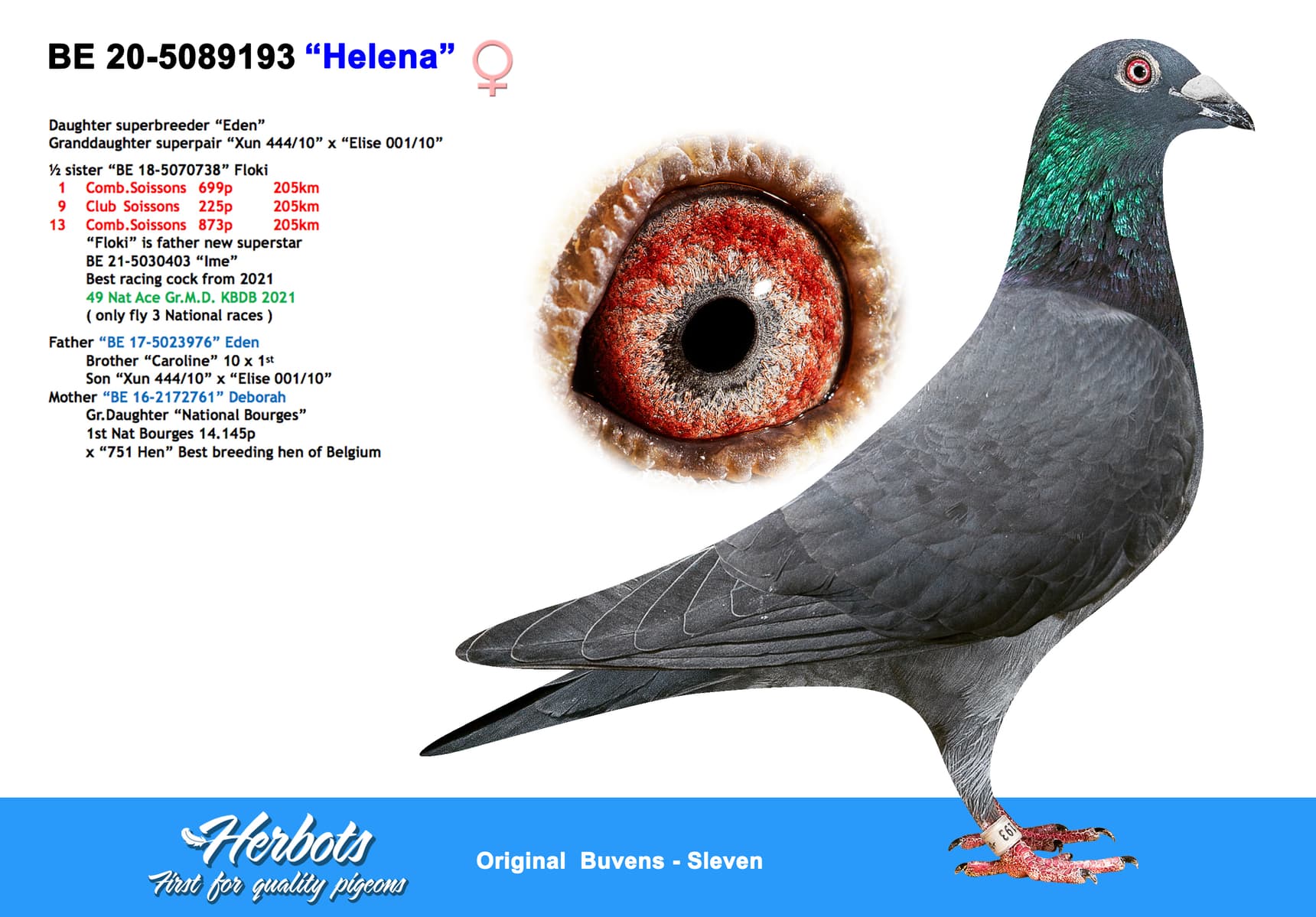 pigeon: “Helena”