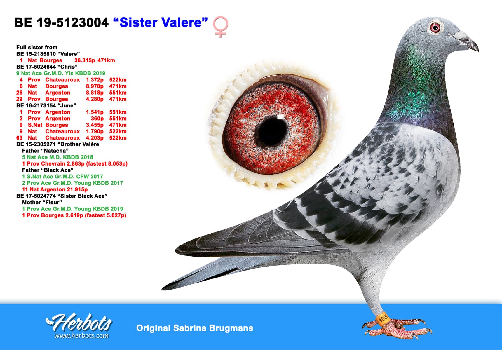 pigeon: "Sister Valère"