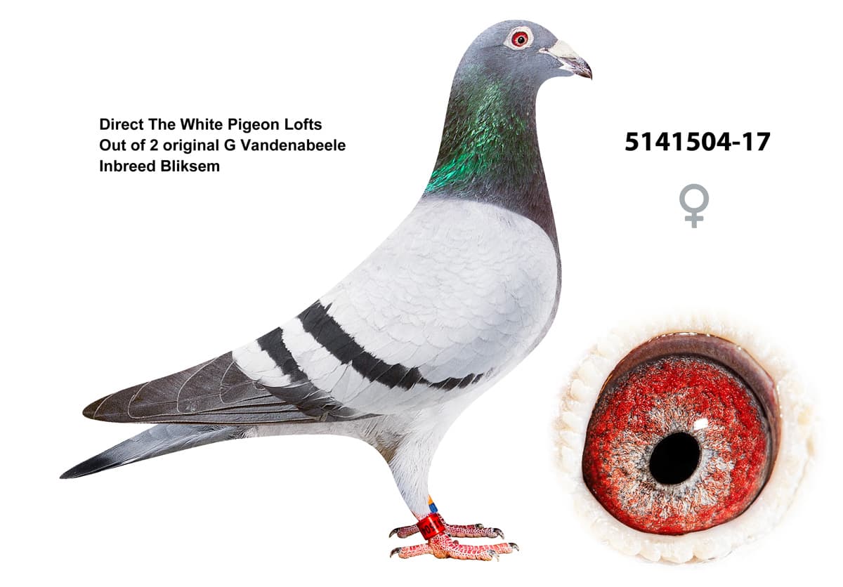 pigeon: undefined