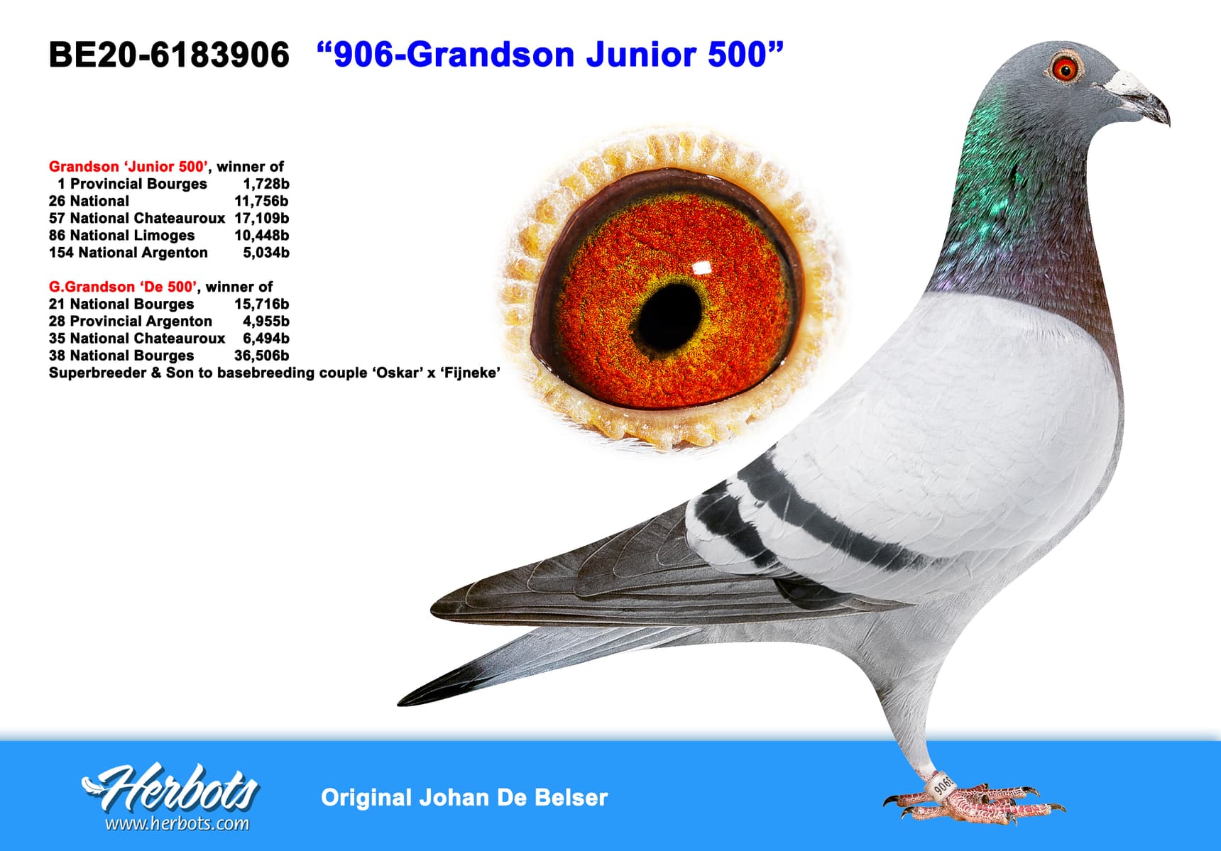 pigeon: undefined