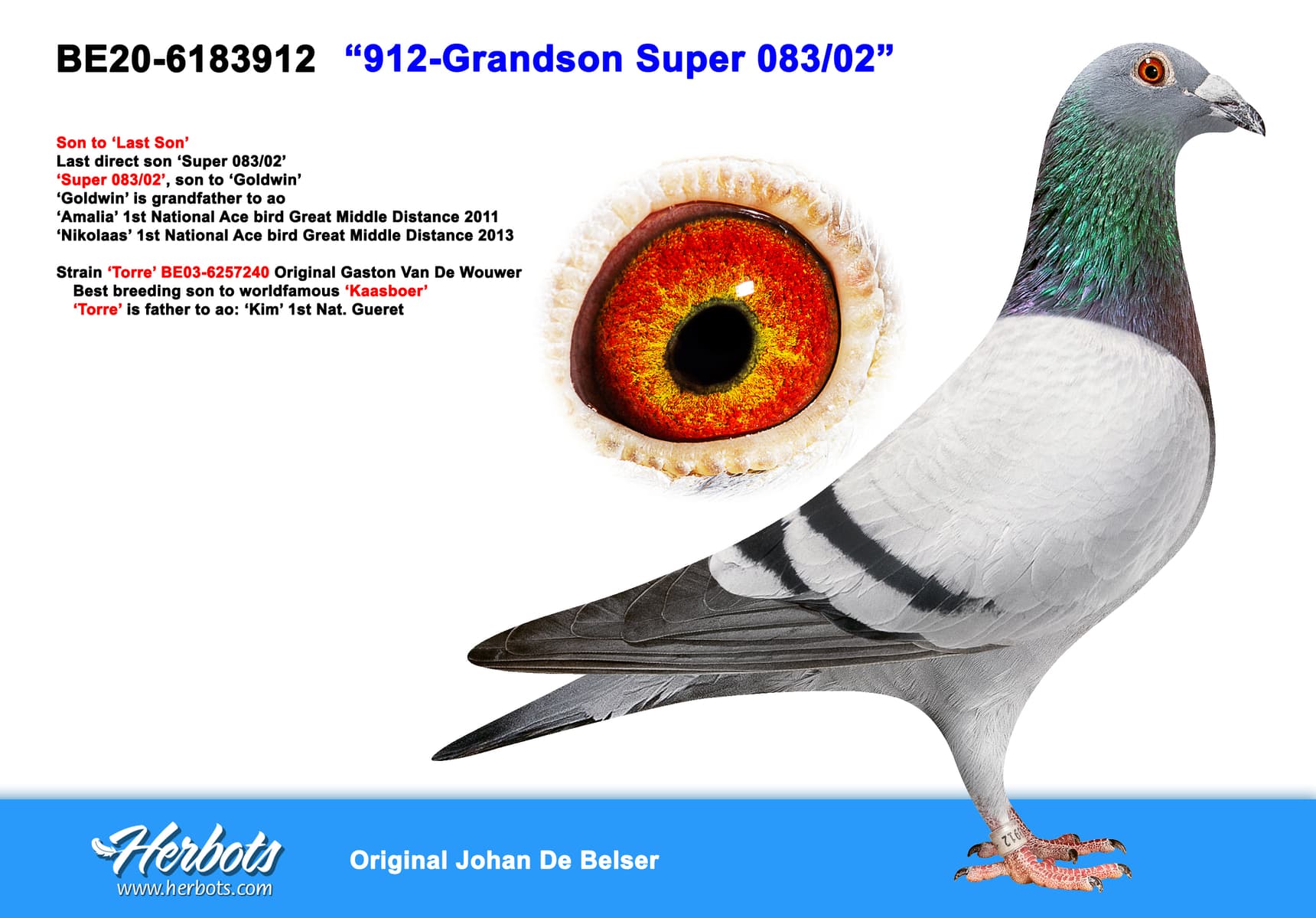 pigeon: undefined
