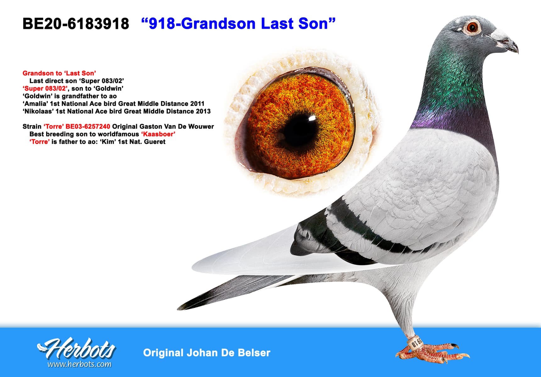 pigeon: undefined