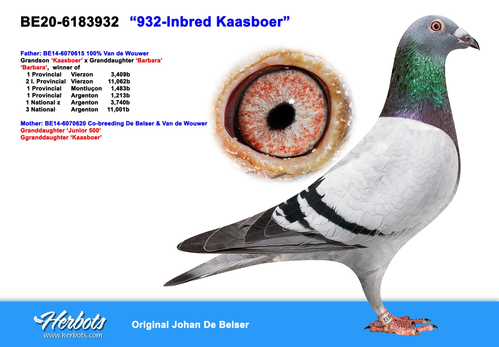 pigeon: undefined