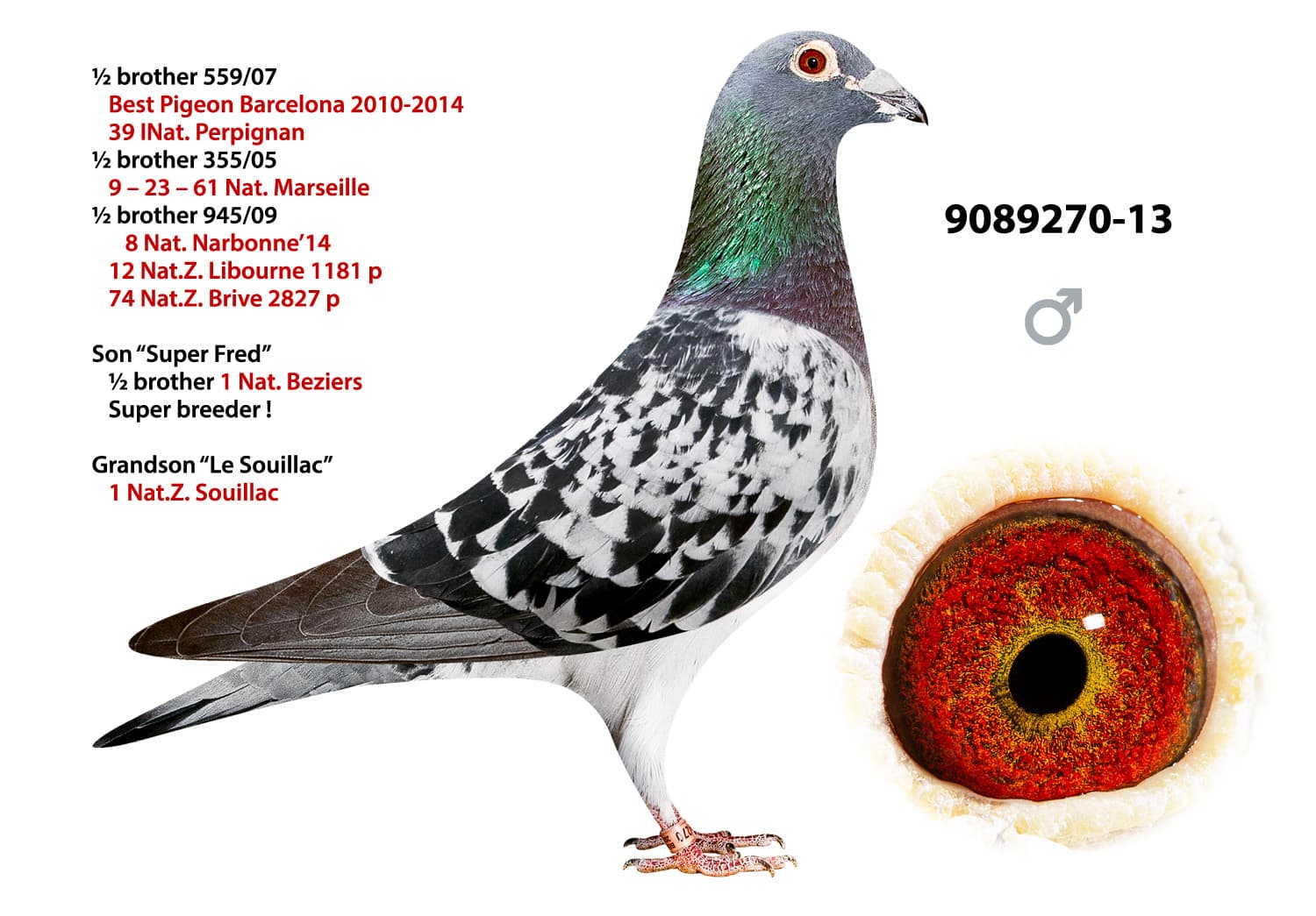 pigeon: undefined